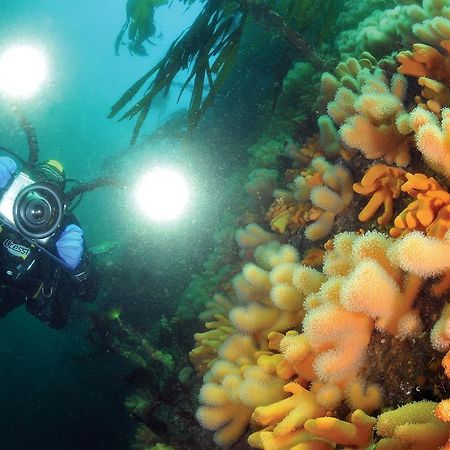Gulen Dive Resort Dalsøyra Dış mekan fotoğraf