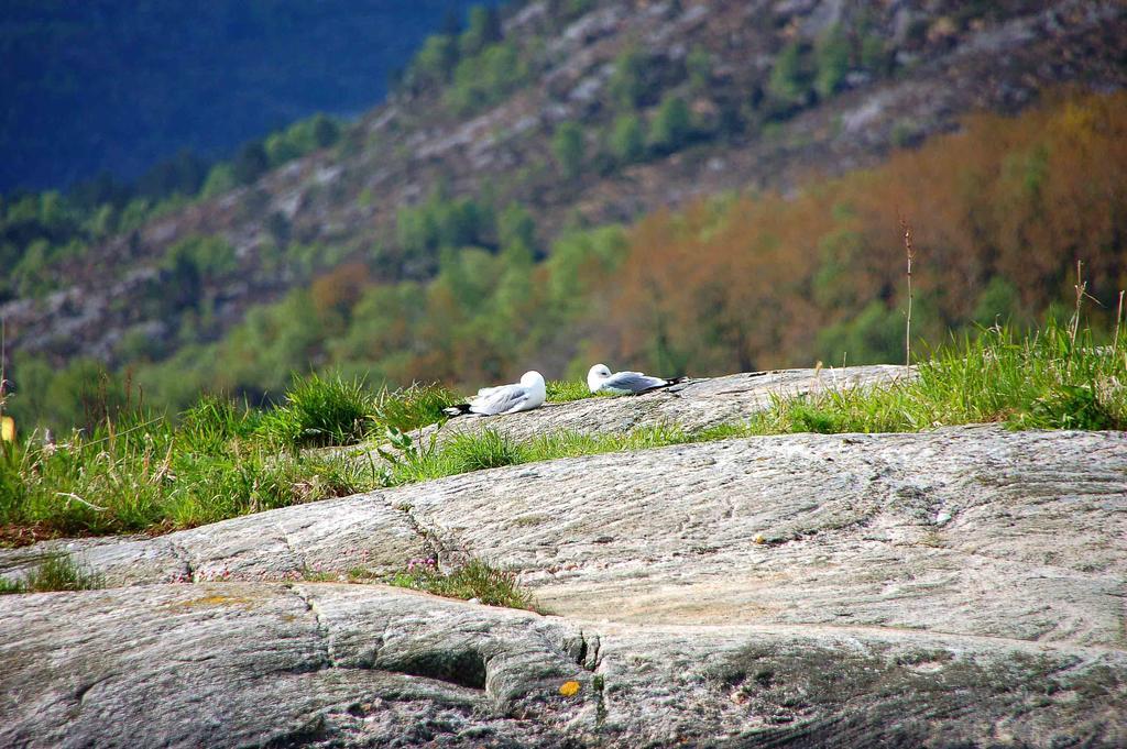 Gulen Dive Resort Dalsøyra Dış mekan fotoğraf