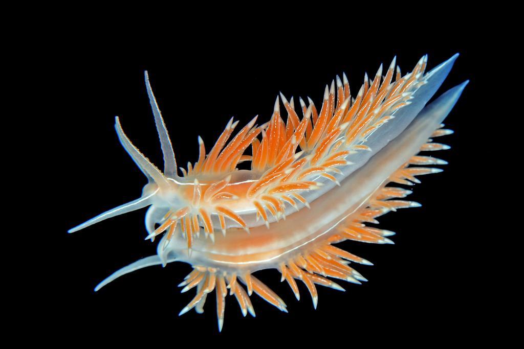 Gulen Dive Resort Dalsøyra Dış mekan fotoğraf