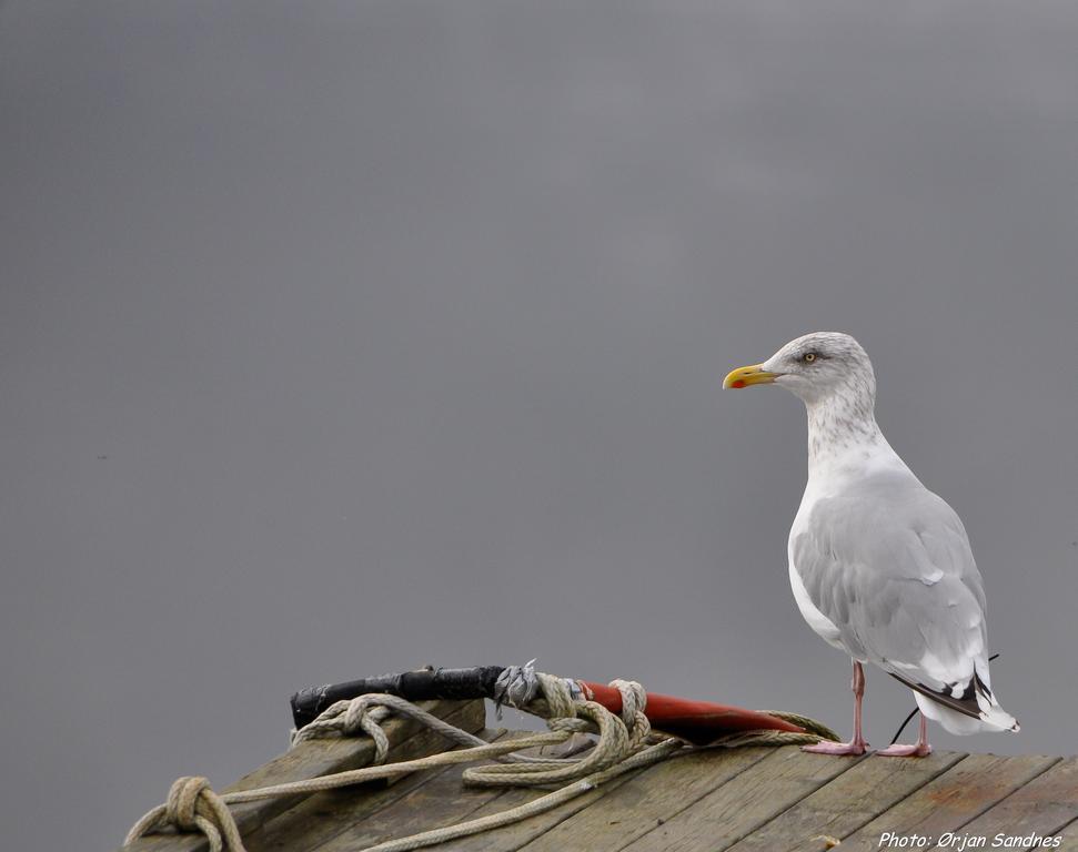 Gulen Dive Resort Dalsøyra Dış mekan fotoğraf
