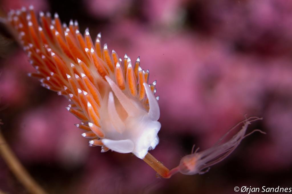 Gulen Dive Resort Dalsøyra Dış mekan fotoğraf