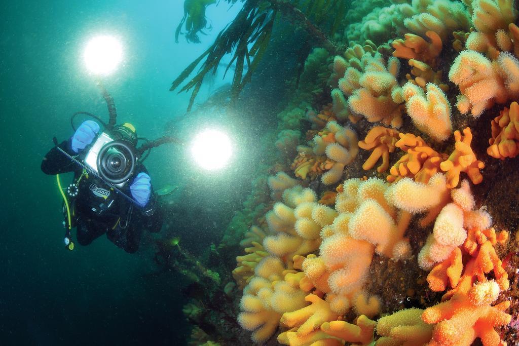 Gulen Dive Resort Dalsøyra Dış mekan fotoğraf